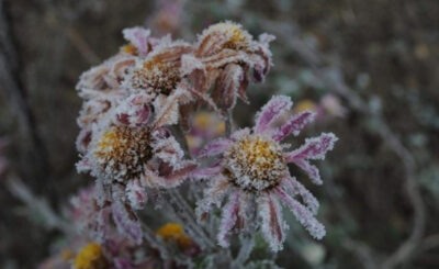 Cómo preparar el jardín para el invierno